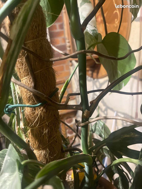 monstera minima kaufen Rhaphidophora tetrasperma (Monstera minima) (XL) kaufen