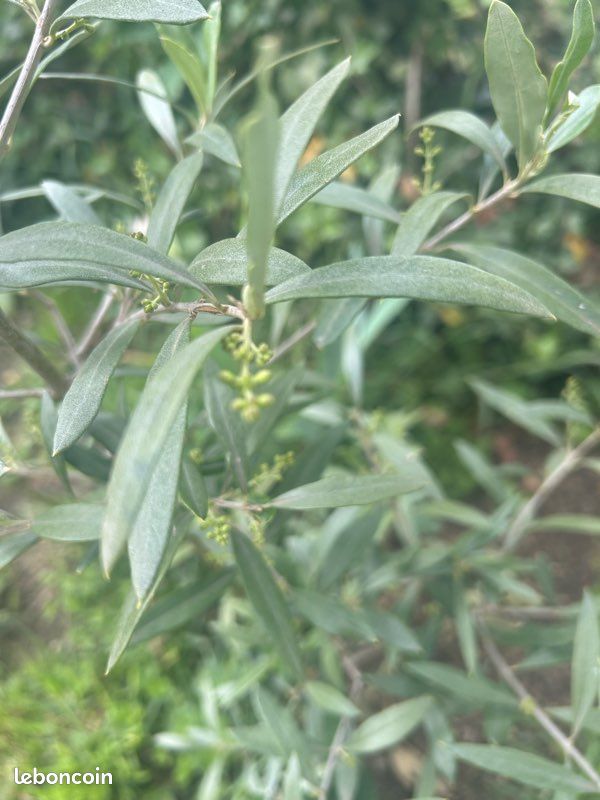 Plusieurs variété d’arbre bio d’Olivier pas de traitement à venir chercher (image 2)