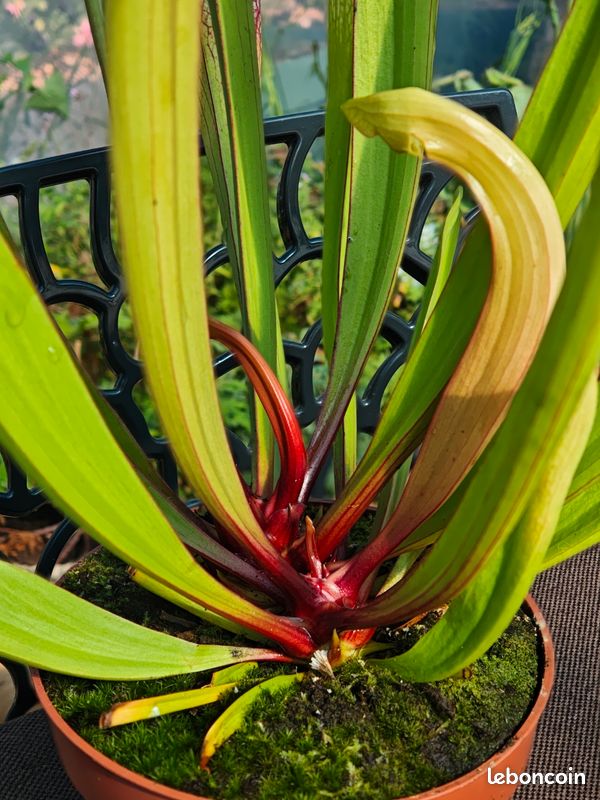 Plante Carnivore sarracenia exceptionnel (image 3)