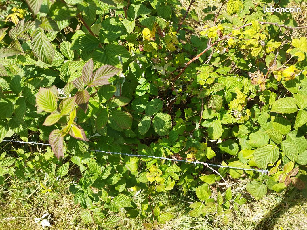 Framboisier, framboises (Bnm) (image 4)