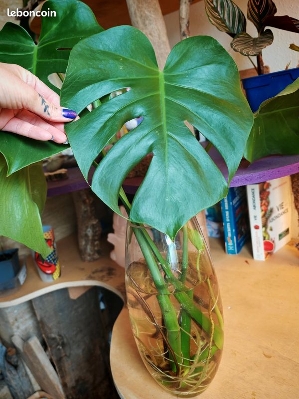 philodendron birkin large Philodendron 'Birkin' main image 1