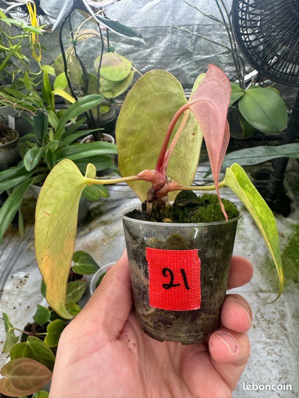 Seedling Anthurium papi x red crysta (image 4)