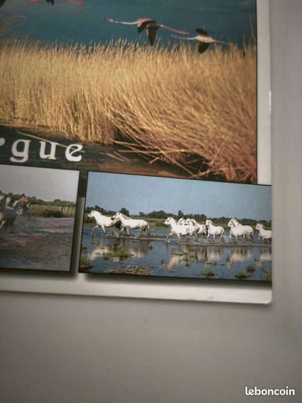 Carte postale Camargue Estel 99 (image 2)
