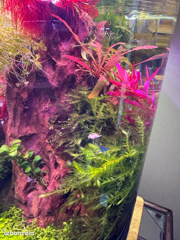 Plantes aquarium aquascaping (image 3)
