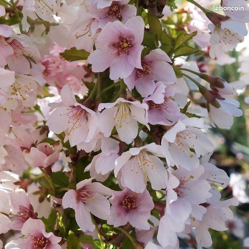 Cerisier à fleurs nain du Japon (image 2)