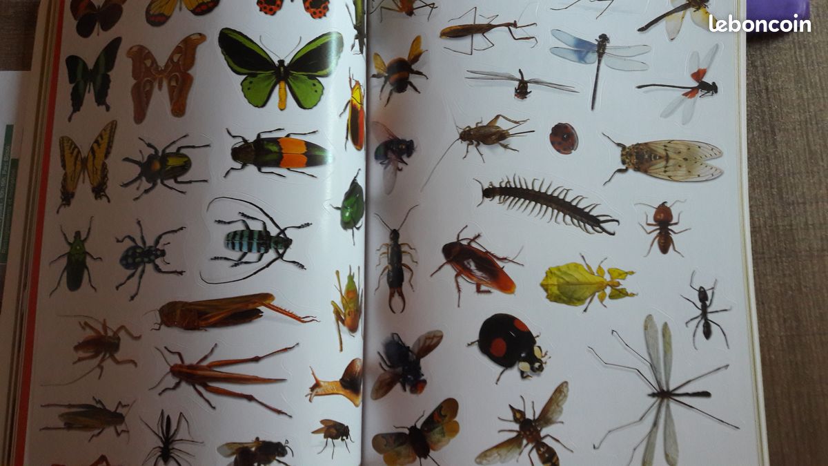 Apprends à t'amuser avec 400 autocollants PICOLLIA (image 3)