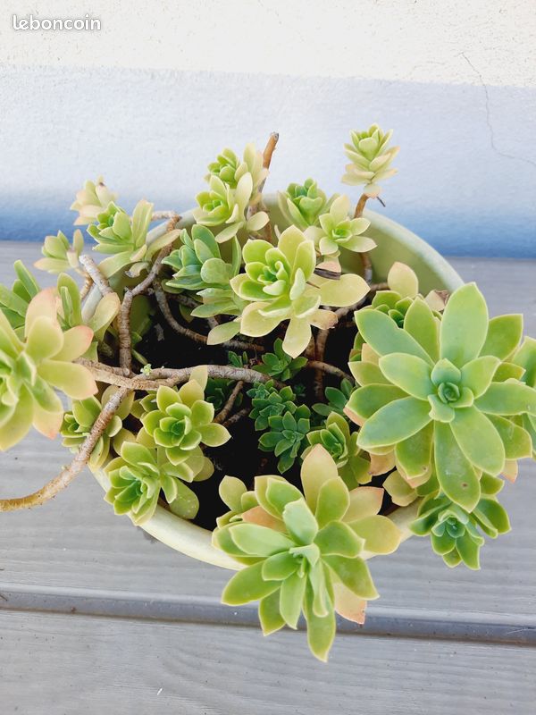 Petit plante grasse Sedum Palmeri (image 2)