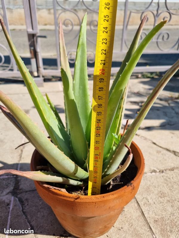Grand Aloe Vera de 25 cm de hauteur- Plante saine et robuste (image 5)