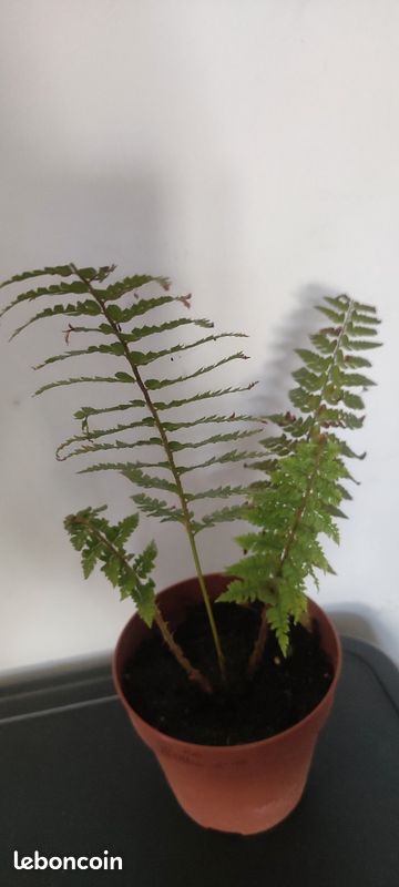 Fougère extérieur rustique Pteridium Aquilinum en pot ( envoi possible) (image 1)