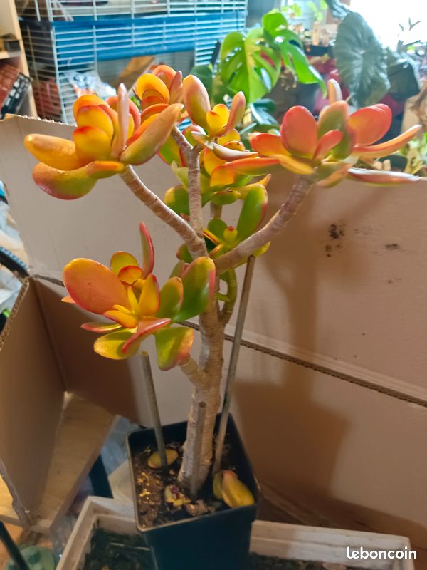 Plante grasse (image 6)