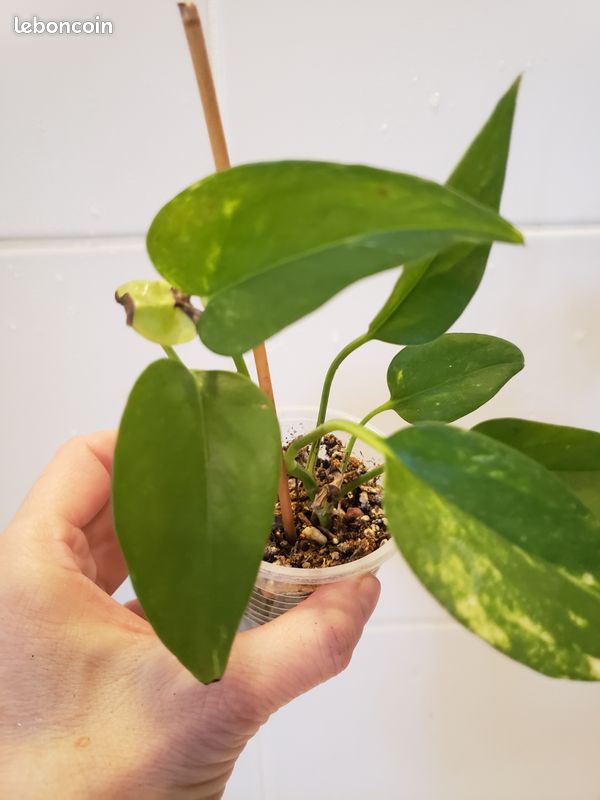 Pothos Doré (image 4)