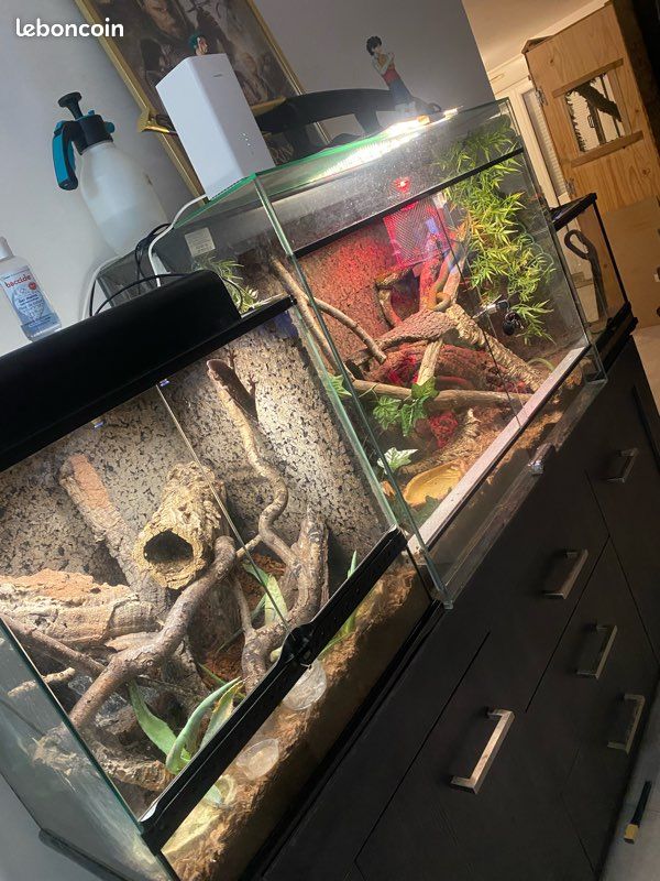 Terrarium (image 3)
