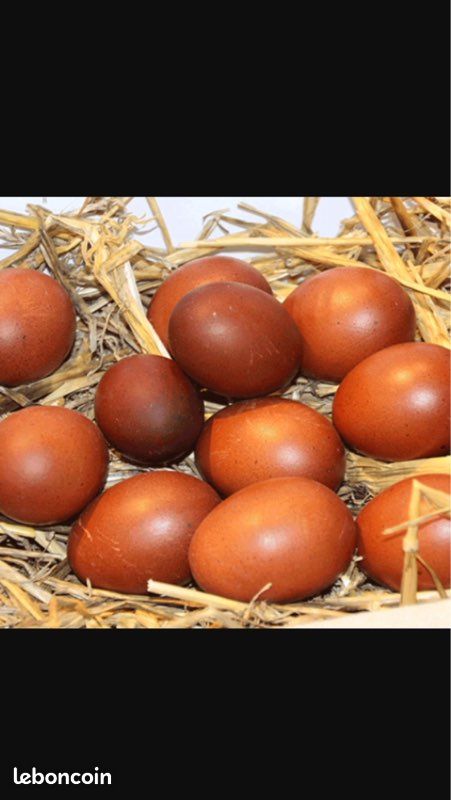 Oeufs (image 1)