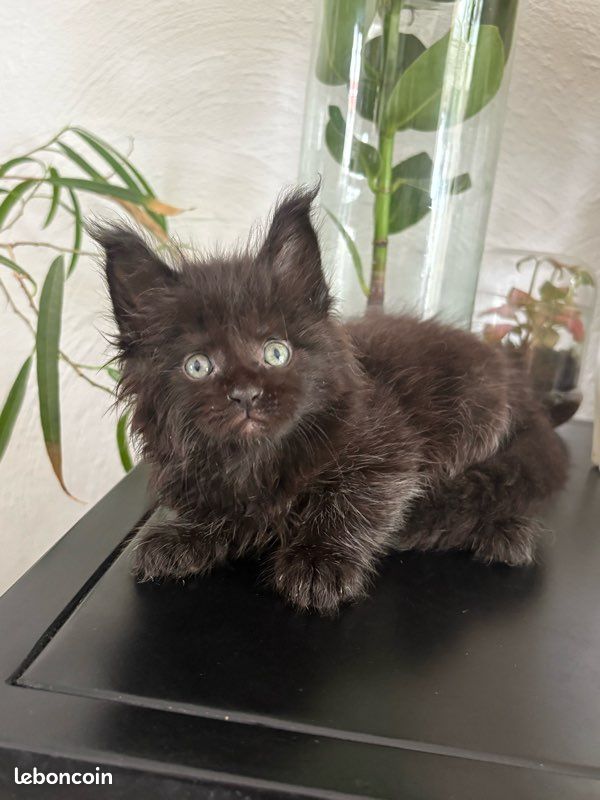 Chaton Maine coon black (image 3)