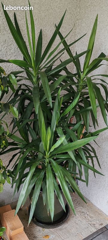 Superbe Yucca (image 1)