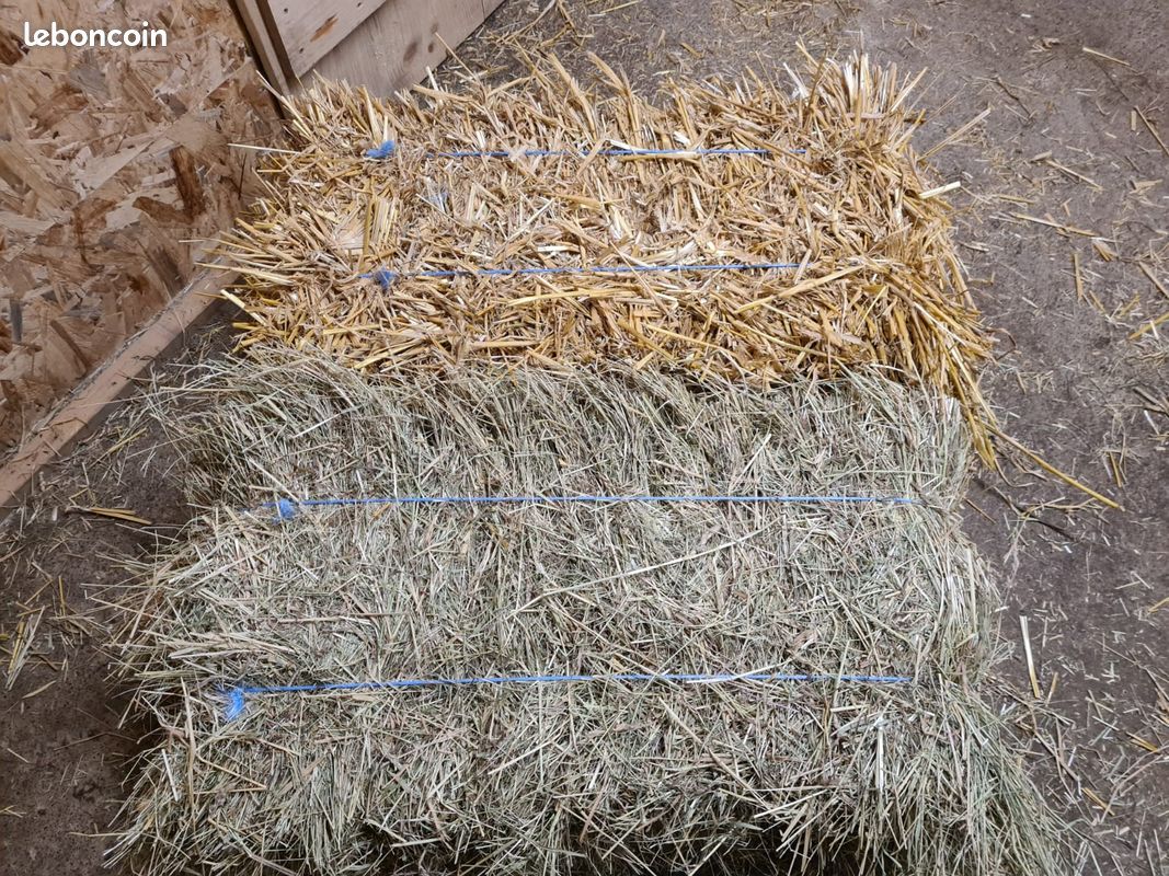 Bottes de foin dans le champ. La récolte de foin pour l'alimentation du
