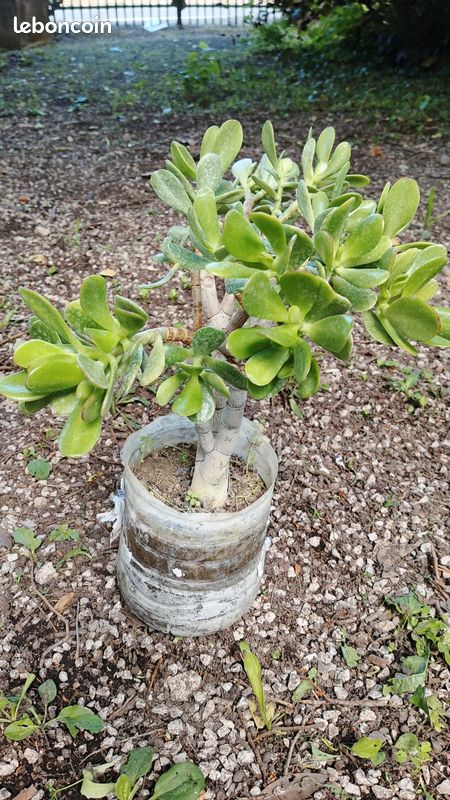 Plante "CRASSULA" (image 2)
