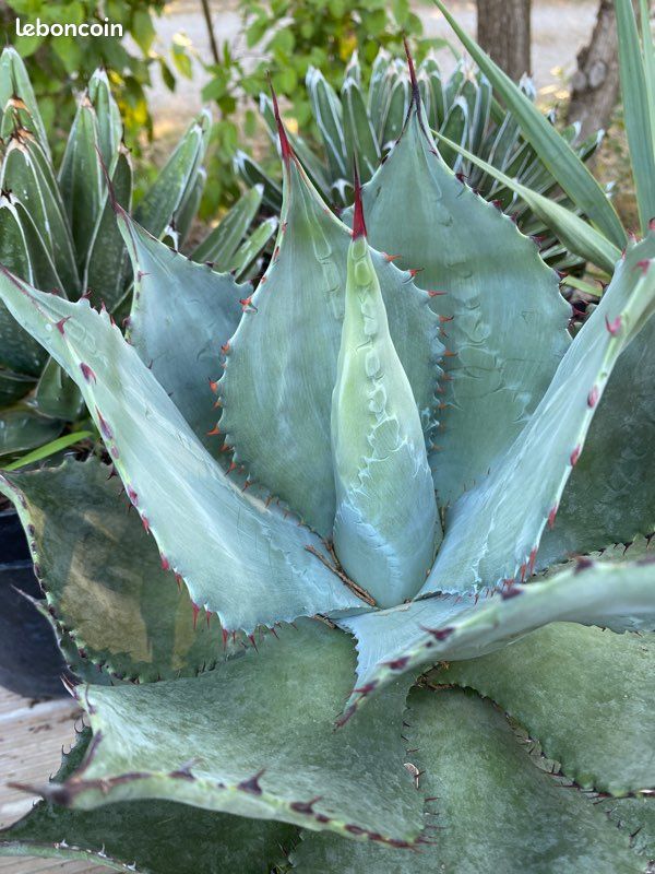 Agave shrevei matapensis 5 litres - Agave originaire du Sonora (Mexique) -  Jardin & Plantes