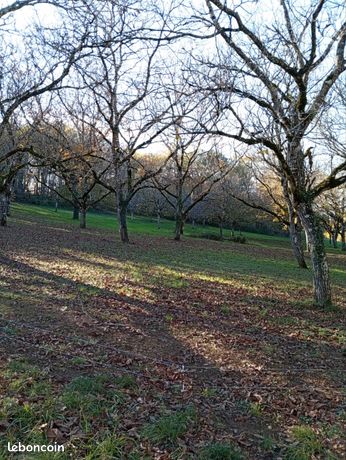 Terrain avec Noyer