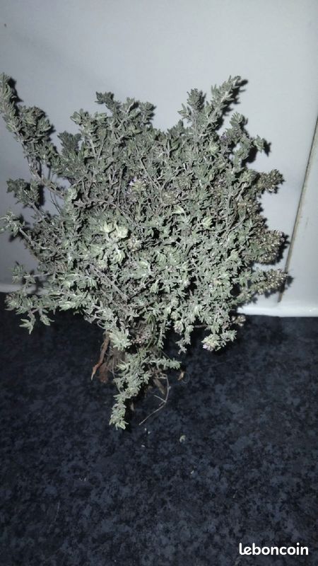Herbe aromatique du jardin (image 4)