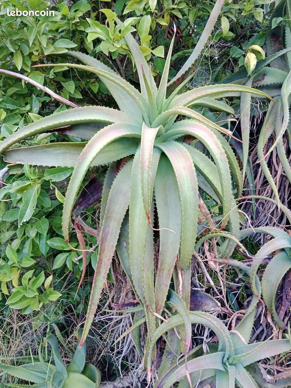 ALOE arborescente (image 1)