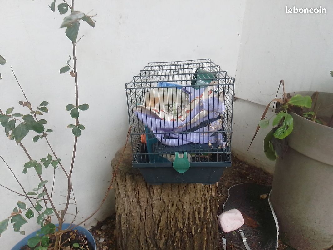 Cage à souris (image 2)