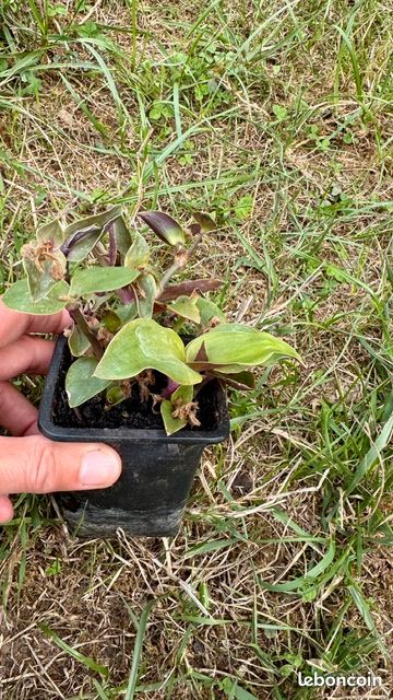 Pot carré Tradescantia cerinthoides/blossfeldiana (sofi) (image 3)