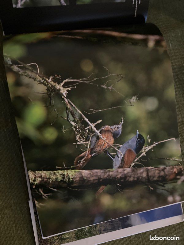 Au cœur du parc national de La Réunion (image 3)