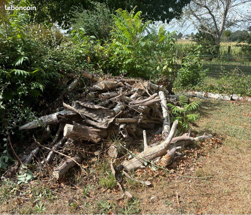 Bois de chauffage / branches à récupérer – GRATUIT (image 2)