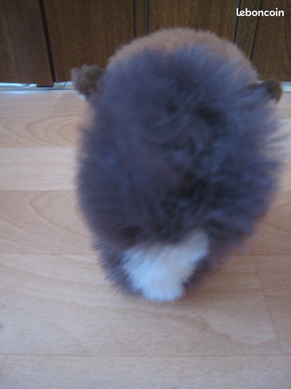Peluche écureuil et sa carotte - (MH78) (image 4)