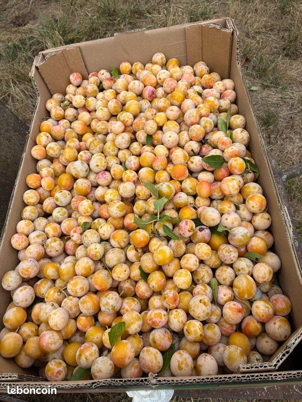 Mirabelles (image 8)