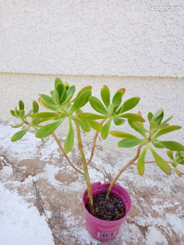 Plante grasse Crassula (image 1)