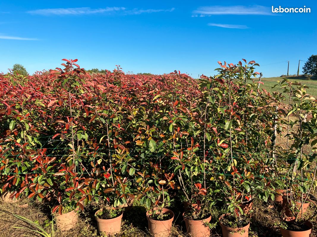 Destockage, Photinias , haie, CT10L 180/+ - Jardin & Plantes