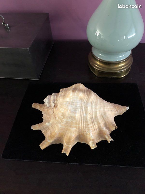 Grand coquillage exotique (image 1)