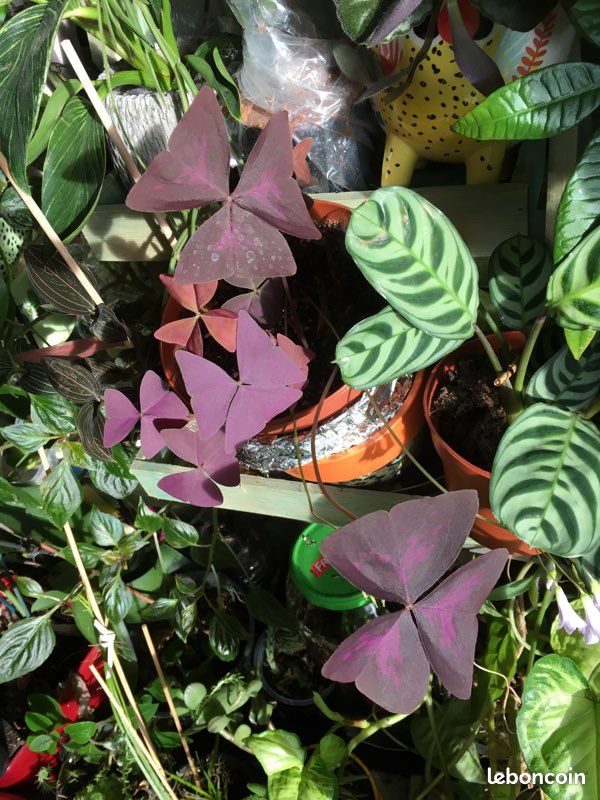 Diffenbachia, begonia escargot et oxalys (image 3)