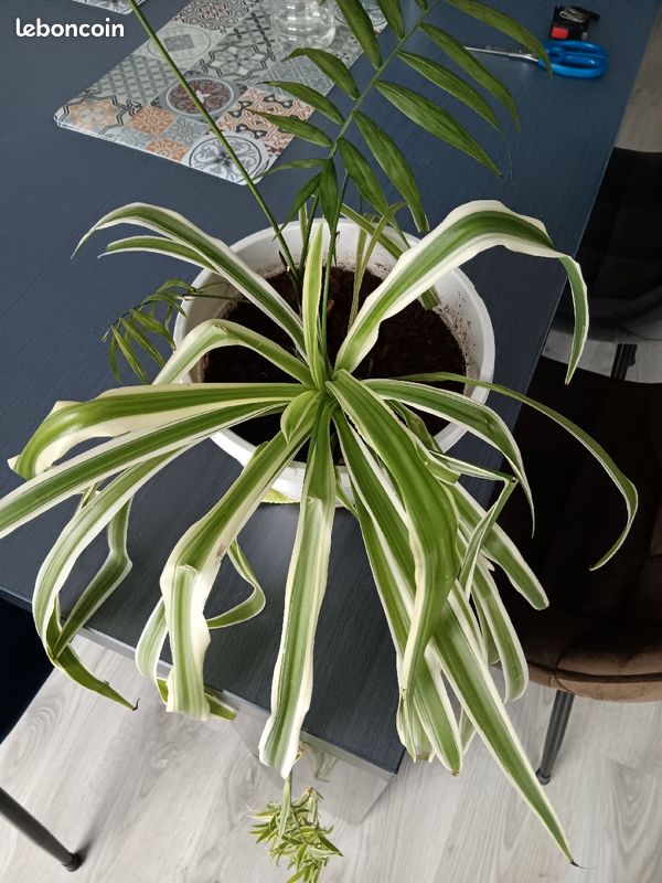 Plantes d intérieur vendues dans leur pot (image 4)
