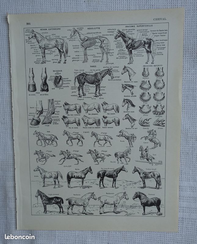 6 gravures anciennes N&B sur le CHEVAL - anatomie, races, équitation, etc. - Larousse 1899 et 1940 (image 2)