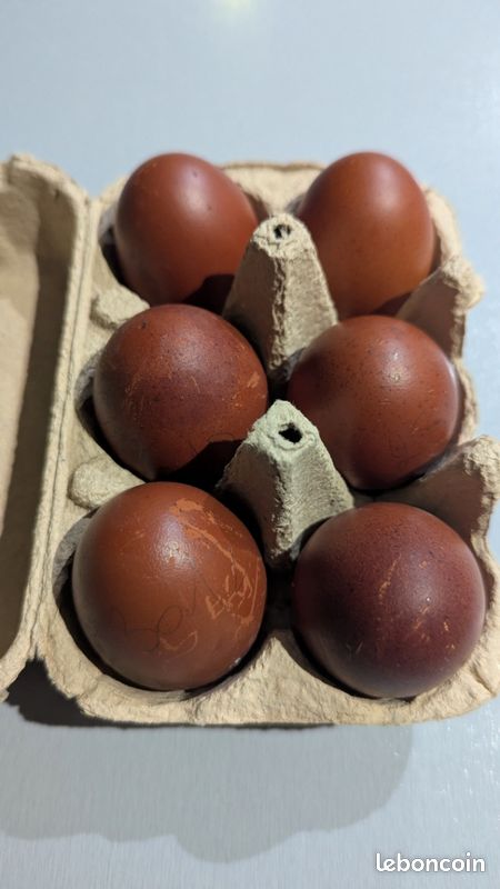 Oeufs fécondés Marans NCC (image 1)