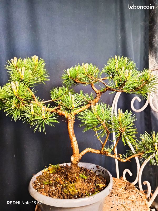 Coin De Golf Rex & Regina – Arbre Japonais Dynamique 105 R 300 (occasion)