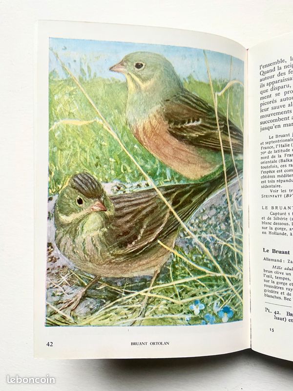 Livre Ancien : 'Les Oiseaux De Chez Nous' Par Léo Paul Robert - Delachaux & Niestlé 1916