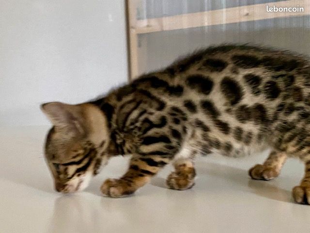 Magnifiques chatons bengals (image 4)