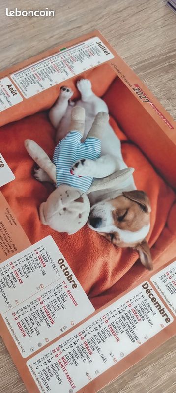 Calendrier la poste 2027 - chats et chiens dorment (image 3)