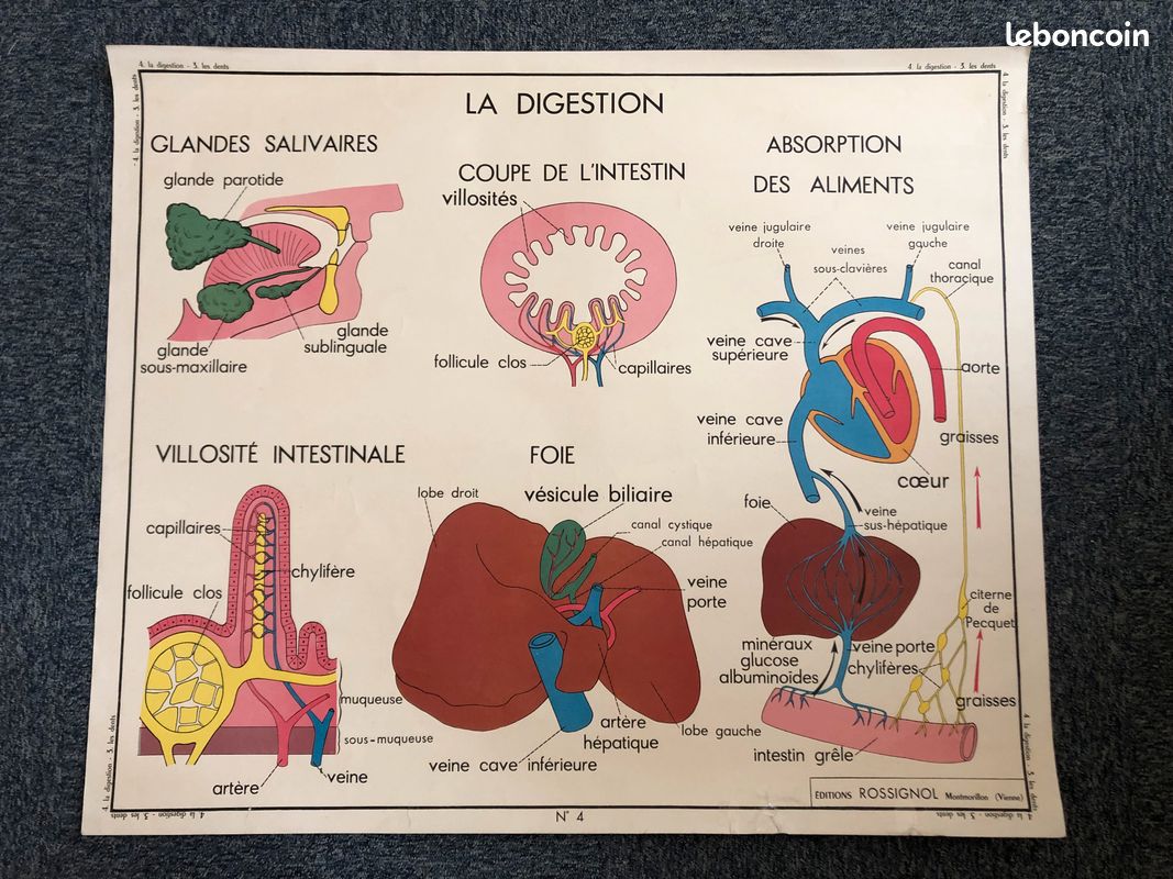 CARTE AFFICHE SCOLAIRE Rossignol Le corps humain l'appareil digestif