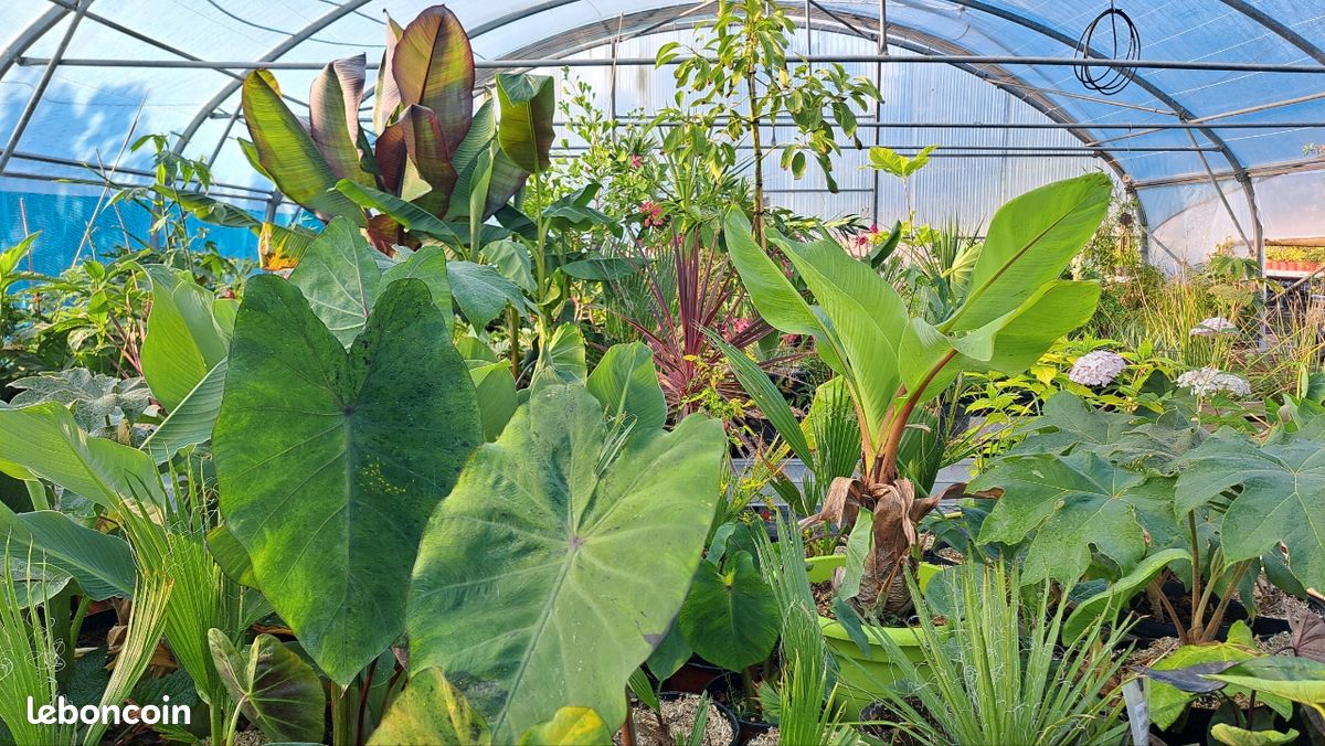 Plantes exotiques (image 1)