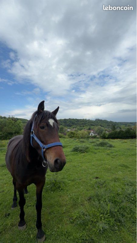 Cheval (image 1)