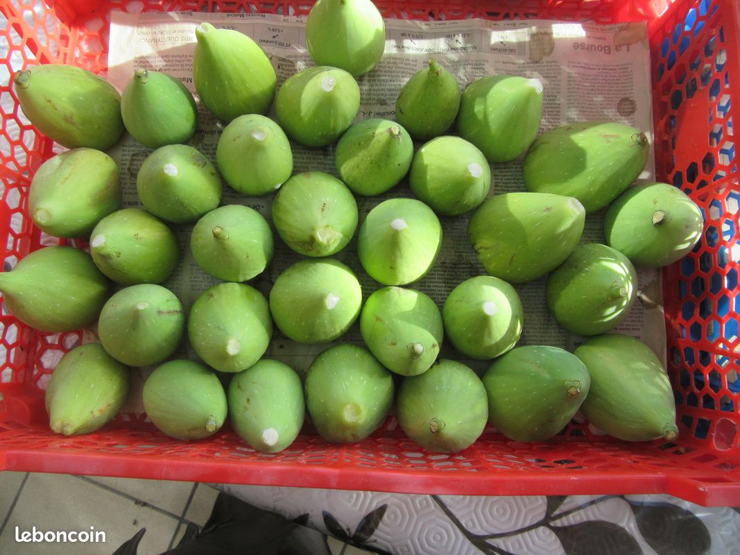 Figues (image 3)