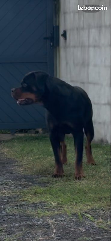 Saillie Rottweiller (image 3)