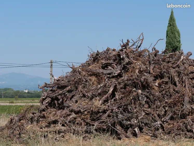 Souches de vigne (image 1)