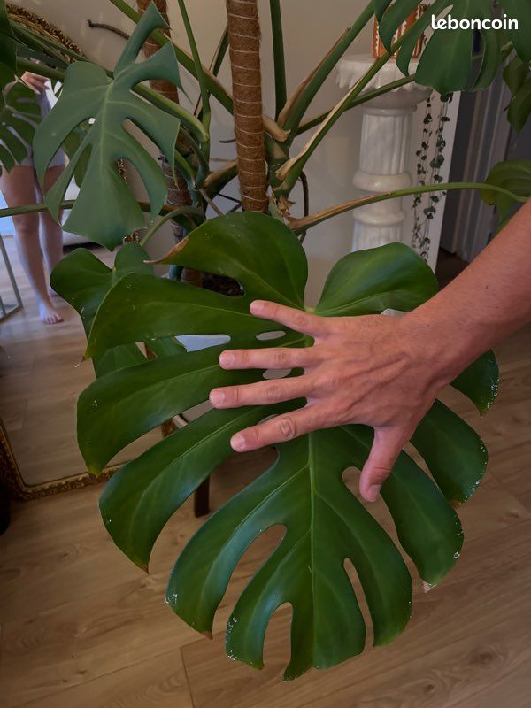Monstera deliciosa xxl (image 7)