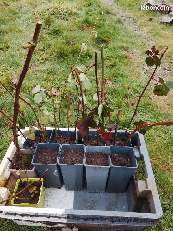 Vends ou échange boutures mûrier sans épines (image 1)